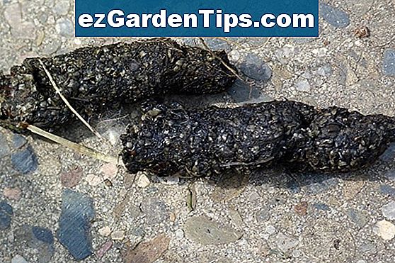 Wie man sich für eine MangostanPflanze 🌱 Tipps Gärtner De