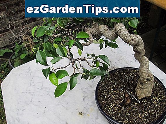 Wie man sich um einen Serissa Bonsai (Baum der Tausend Sterne) kümmert