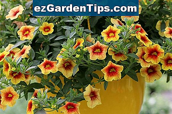 Wie man Eisen in Pflanzen bekommt 🌱 Tipps Gärtner