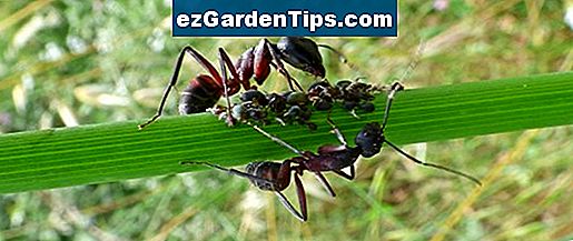 Wie man Ameisen in Pflanzen loswerden kann