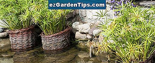 Wie man Bambus im Schatten anbaut 🌱 Tipps Gärtner