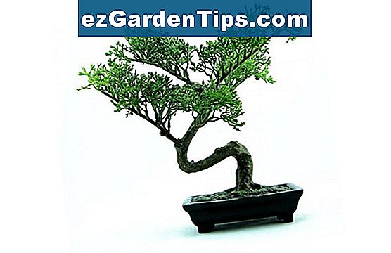 Wie man Bonsai-Bäume vom Samen anbaut