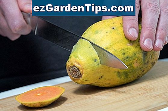 Wie man Papayas zuhause anbaut