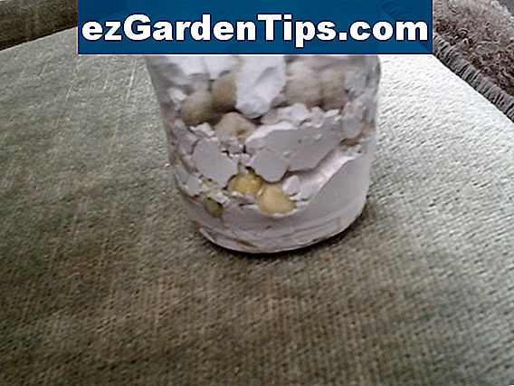 Wie man Erbsen wachsen lässt 🌱 Tipps Gärtner
