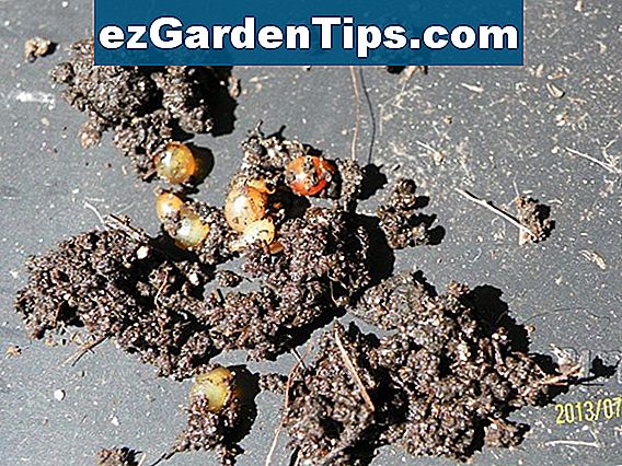 Wie man Würmer in meinem Garten identifiziert 🌱 Tipps Gärtner De