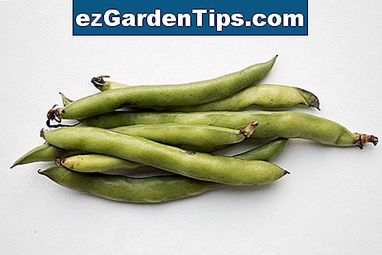 Wie man Fava Bohnen anbaut 🌱 Tipps Gärtner