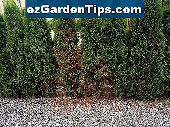 Wie man Thuja Occidentalis Smaragd pflanzt 🌱 Tipps Gärtner De