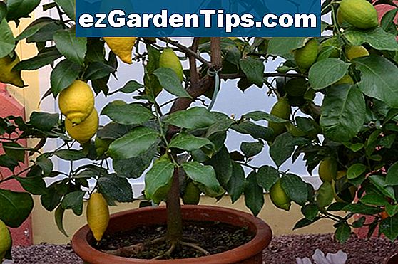 Wie man einen Zitronenbaum von den Samen startet