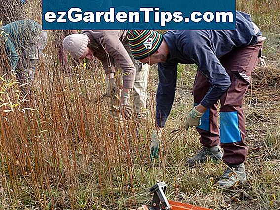 Bedeutung von Oberboden 🌱 Tipps Gärtner