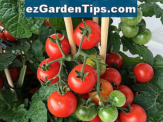 Organischer Dünger für Tomatenpflanzen