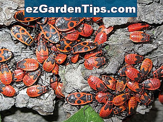 Kleine schwarze Wanzen auf einer HibiscusAnlage 🌱 Tipps Gärtner De