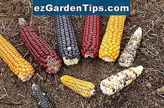 Tipps zum Pflanzen von Mais in Illinois