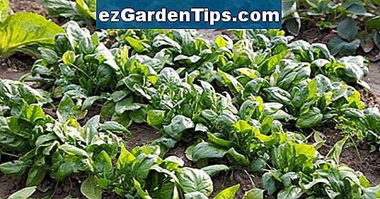 Arten von Spinat 🌱 Tipps Gärtner