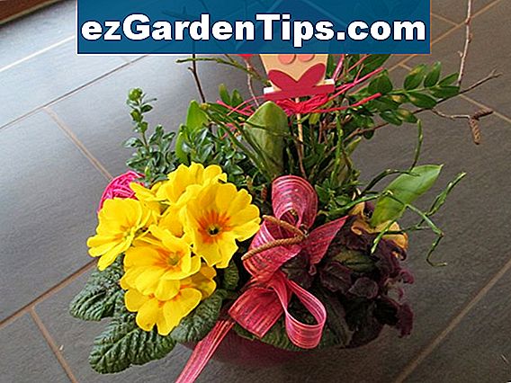 Welche Pflanzen liefern den meisten Sauerstoff? 🌱 Tipps Gärtner De