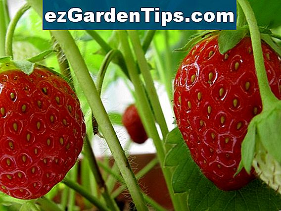 Wann man Erdbeeren in Zone 5 pflanzt