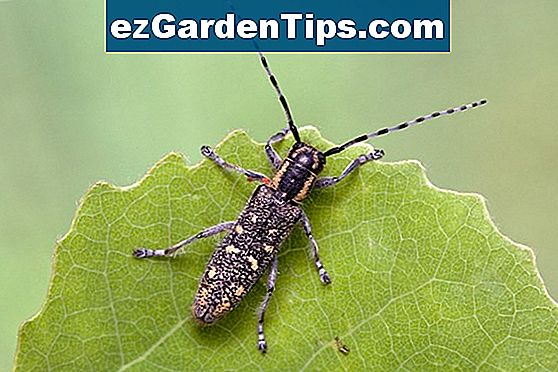 Borer Insekten In Obstbäumen 🌱 Tipps Gärtner