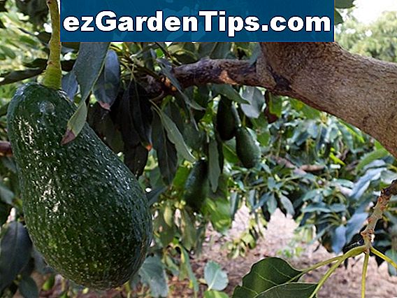 Wie man Früchte Apfelbäume schnell wachsen lässt 🌱 Tipps ...