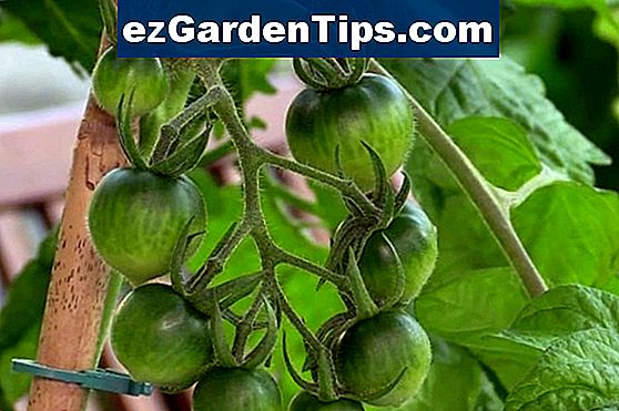 So identifizieren Sie verschiedene Arten von Blättern 🌱 Tipps Gärtner