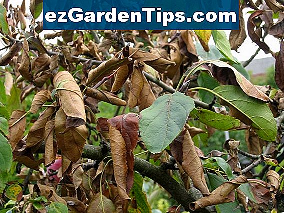 Braune Flecken auf einem Rhododendron 🌱 Tipps Gärtner