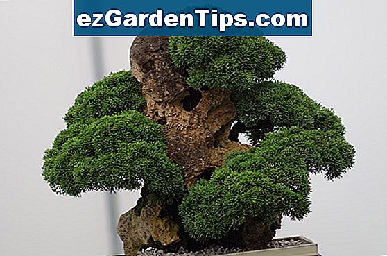 Wie man einen Bonsai-Baum ausbildet
