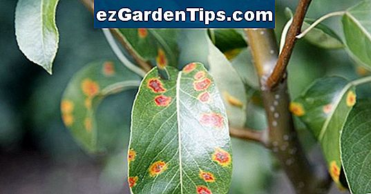 Was verursacht braune Flecken auf Pflanzen? 🌱 Tipps Gärtner De