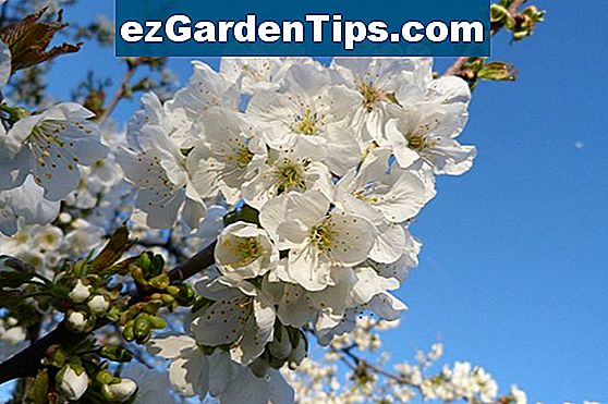 Wann tragen Kirschbäume Früchte? 🌱 Tipps Gärtner