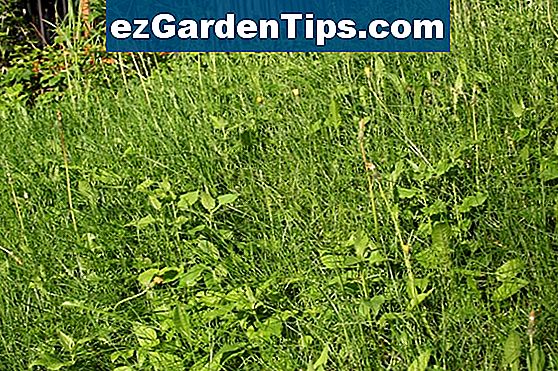 Common Weed Weeds En Missouri 🌱 Tips Jardineros 