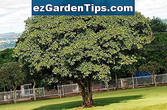 diferentes-tipos-de-flores-en-nigeria-tips-jardineros-es