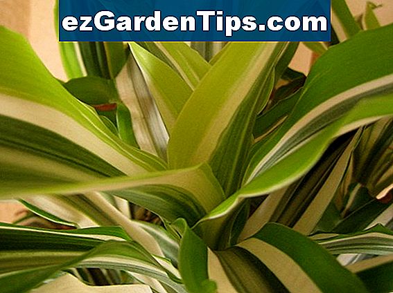 La cal como insecticida 🌱 Tips Jardineros - Es.ezGardenTips.com