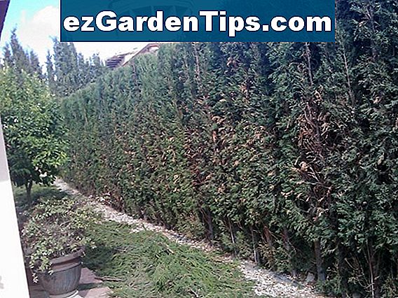 c-mo-cortar-setos-demasiado-grandes-tips-jardineros-es-ezgardentips