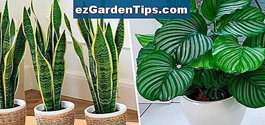 plantas-nativas-en-frica-tips-jardineros-es-ezgardentips