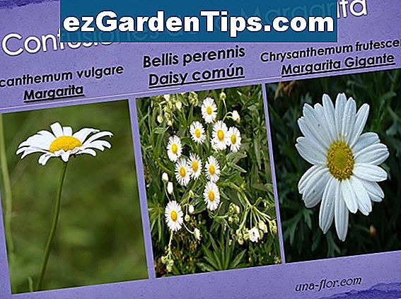 Partes de una flor de Margarita 🌱 Tips Jardineros - Es.ezGardenTips.com