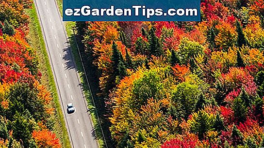 tipos-de-flores-en-canad-tips-jardineros-es-ezgardentips