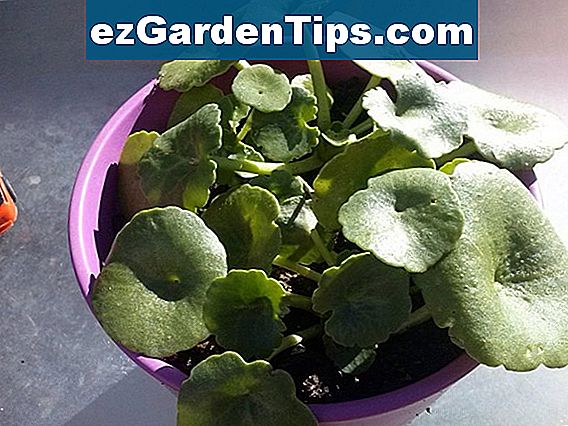  Qu Son Buenas Flores Para Plantar En Mayo Tips Jardineros Es 