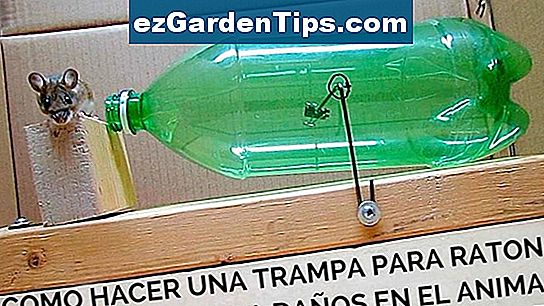 Cómo liberar un ratón de una trampa de pegamento 🌱 Tips Jardineros - Es
