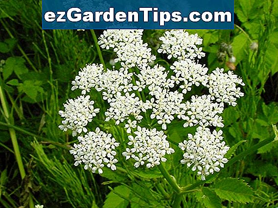 c-mo-matar-la-hierba-con-cart-n-y-paja-tips-jardineros-es