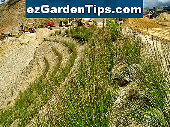 qu-es-la-hierba-vetiver-tips-jardineros-es-ezgardentips