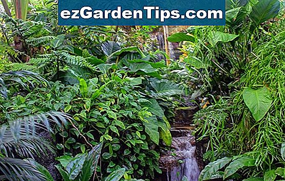 Cu ntas Especies De Plantas Carn voras Hay Tips Jardineros Es cu ntas especies de plantas carn voras hay tips jardineros es
