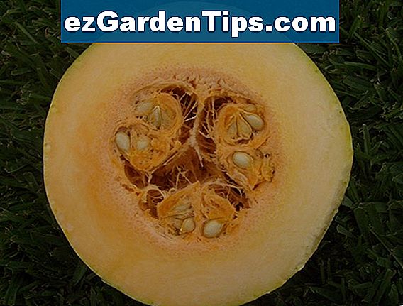 c-mo-ahorrar-semillas-de-calabaza-para-el-pr-ximo-a-o-tips-jardineros