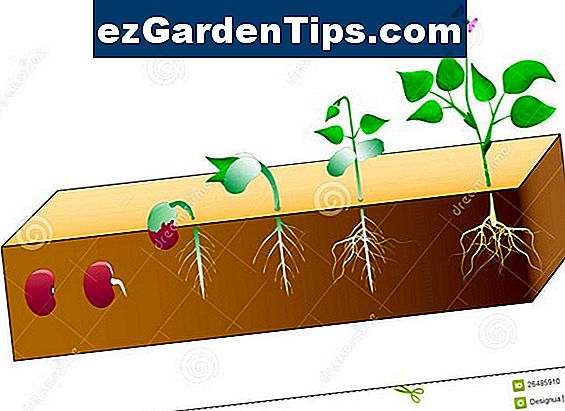 Las partes de una semilla de frijol en crecimiento 🌱 Tips Jardineros