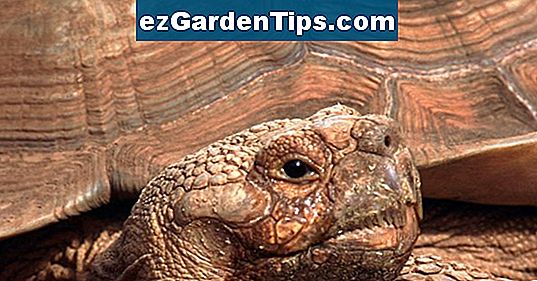 c-mo-se-forman-los-anillos-de-crecimiento-de-rboles-tips