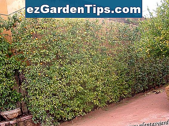 Cómo podar arbustos de Eugenia: consejos expertos para un cuidado óptimo