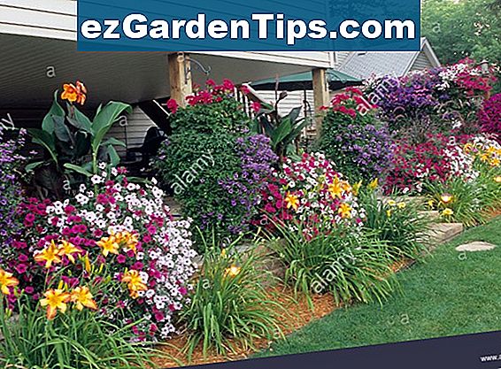 instructions-canna-lily-care-conseils-jardiniers-fr-ezgardentips