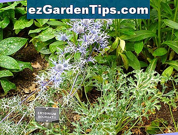 noms-de-fleurs-grecques-conseils-jardiniers-fr-ezgardentips