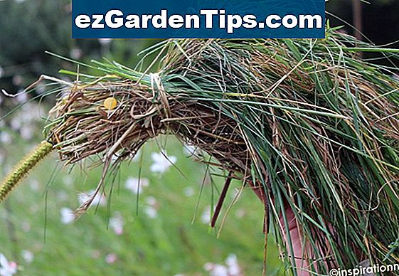 Comment tailler un oiseau de paradis 🌱 Conseils Jardiniers - Fr