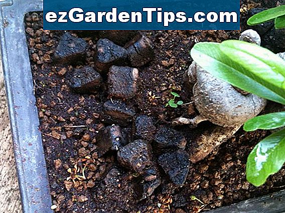 Comment Faire Pousser L Herbe Sous Les Arbres De Ch Ne Conseils Jardiniers Fr Ezgardentips Com