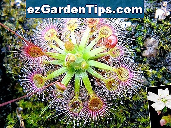 Plante Carnivore Dangereuse Pour L Homme Plantes carnivores de l'Amazonie 🌱 Conseils Jardiniers - Fr