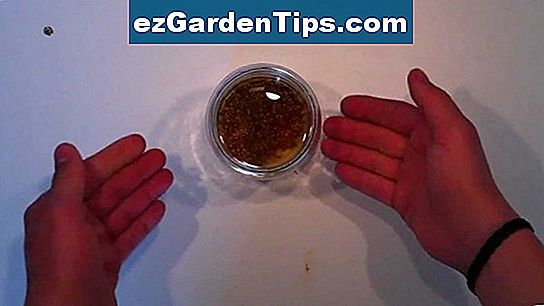 Comment faire germer des graines de palmier 🌱 Conseils Jardiniers - Fr
