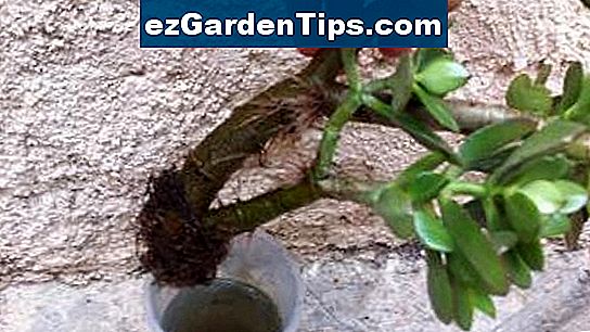 Comment rempoter un arbre de jade 🌱 Conseils Jardiniers - Fr