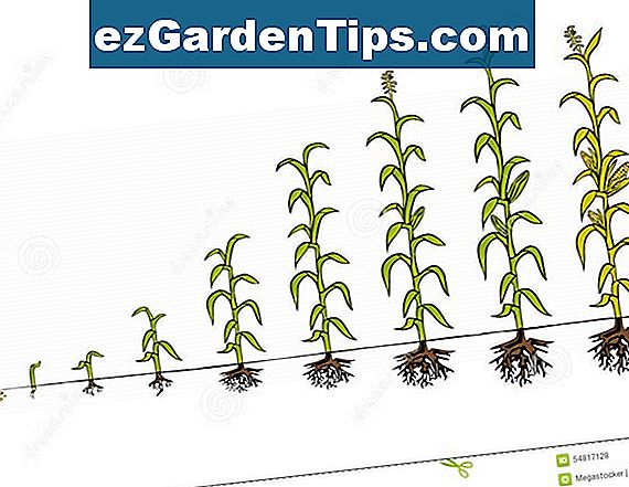 Stades De Croissance Des Plantes D Arachide Conseils Jardiniers Fr